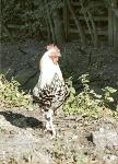 Feral chicken at Ditchingham Dam