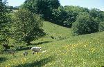 British Blonde cattle near Court Farm
