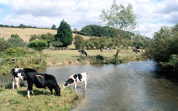 The river Windrush at Swinbrook Bridge The river Windrush at Swinbrook Bridge